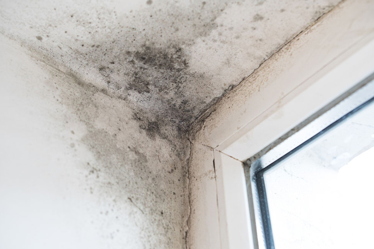 Specialist Cleaning Mould Removal